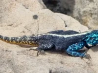 rooiels-animals-reptiles-agama2-img