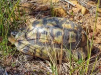 rooiels-animals-reptiles-angulatetortoise-img