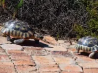 rooiels-animals-reptiles-angulatetortoise2-img