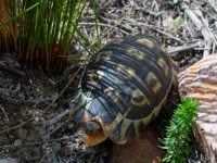 rooiels-animals-reptiles-angulatetortoise3-img