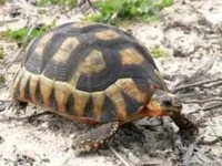 rooiels-animals-reptiles-angulatetortoise4-img