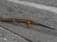 rooiels-animals-reptiles-redsidedskink-img