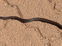 rooiels-animals-reptiles-snake-img