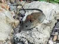 rooiels-nature-animals-shrew-img rooiels-nature-animals-shrew-img