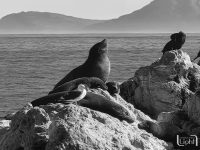 seal and gull seal and gull