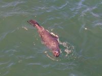 seals 2 seals 2