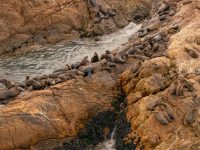 seals 3 seals 3