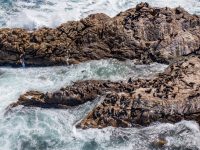 seals 6 seals 6