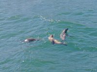 seals 9 seals 9