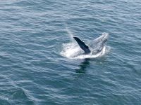 whale 2 whale 2