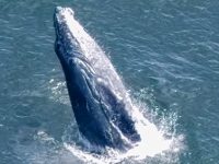 whale whale