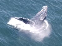 whale 4 whale 4