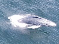 whale 5 whale 5