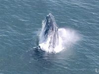 whale 6 whale 6