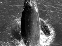 whale 7 whale 7