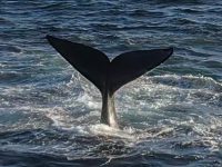 whale tail 2 whale tail 2