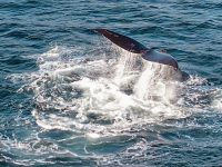 whale tail 4 whale tail 4