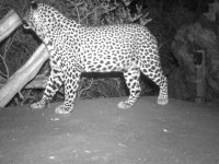 wildlife cam leopard 4