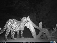 wildlife cam leopard 5