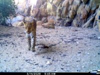 wildlife cam leopard 7