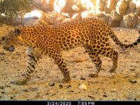 wildlife cam leopard 8