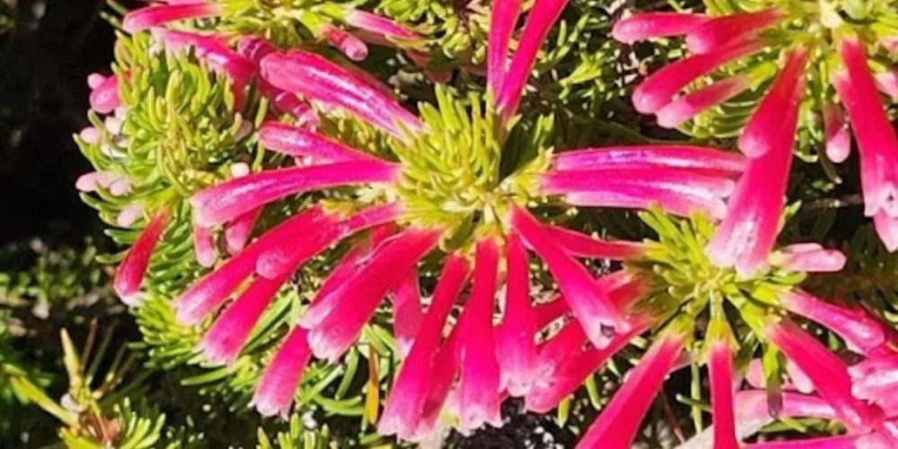 rooiels-blog-ericathomae-banner2-img