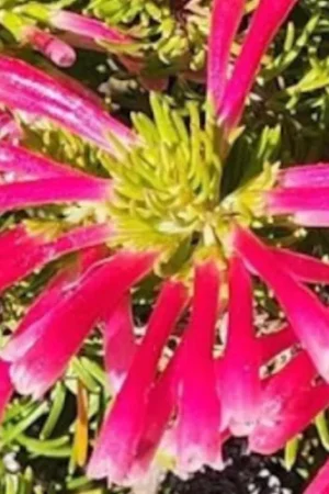 rooiels-blog-ericathomae-banner2-img