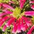 rooiels-blog-ericathomae-banner2-img
