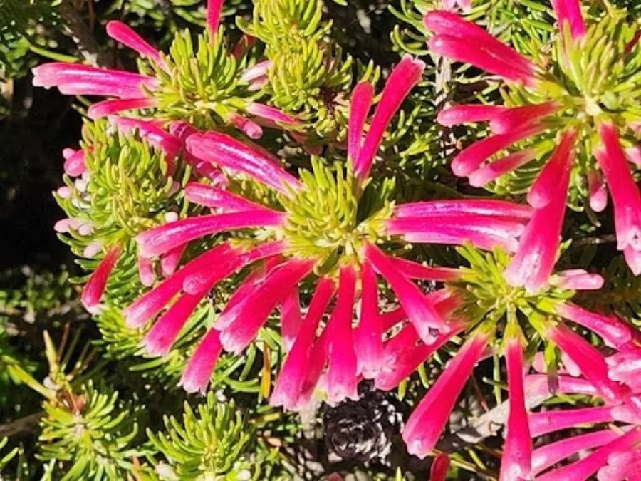 rooiels-blog-ericathomaepollinators3-img