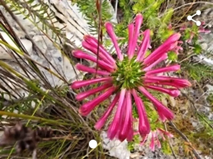 rooiels-blog-ericathomaesurvey4-img