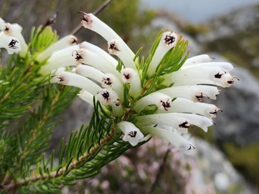 rooiels-blog-ericathomaethomae5-img