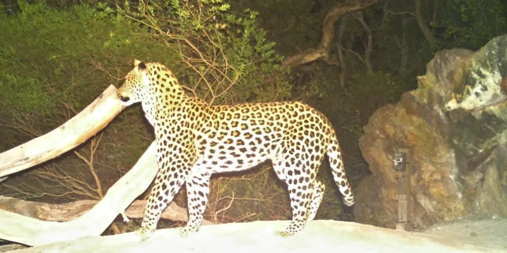 rooiels-blog-leopardcams-banner-img