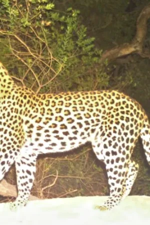 rooiels-blog-leopardcams-banner-img
