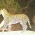 rooiels-blog-leopardcams-banner-img